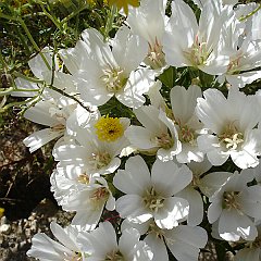 clarkia amoena